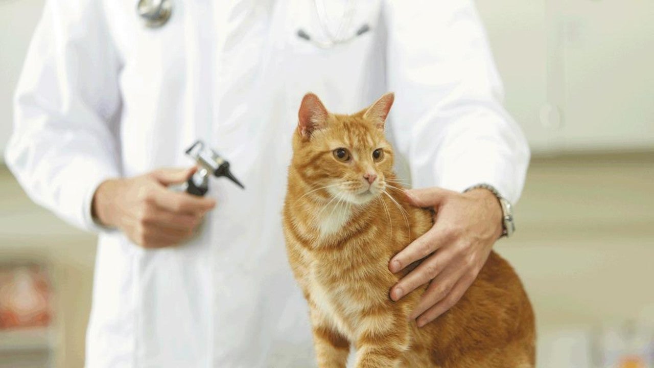 Orange cat at vet, looking worried.