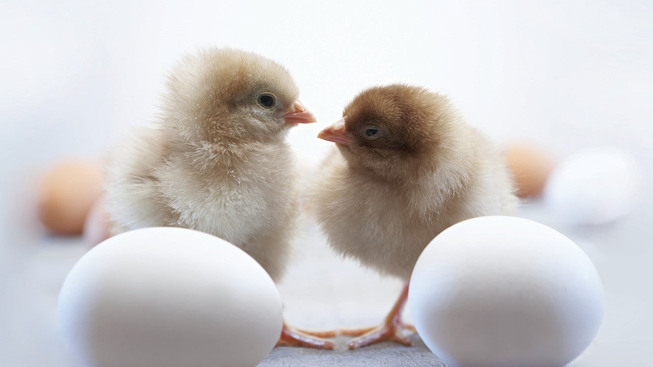 baby chicks and egg