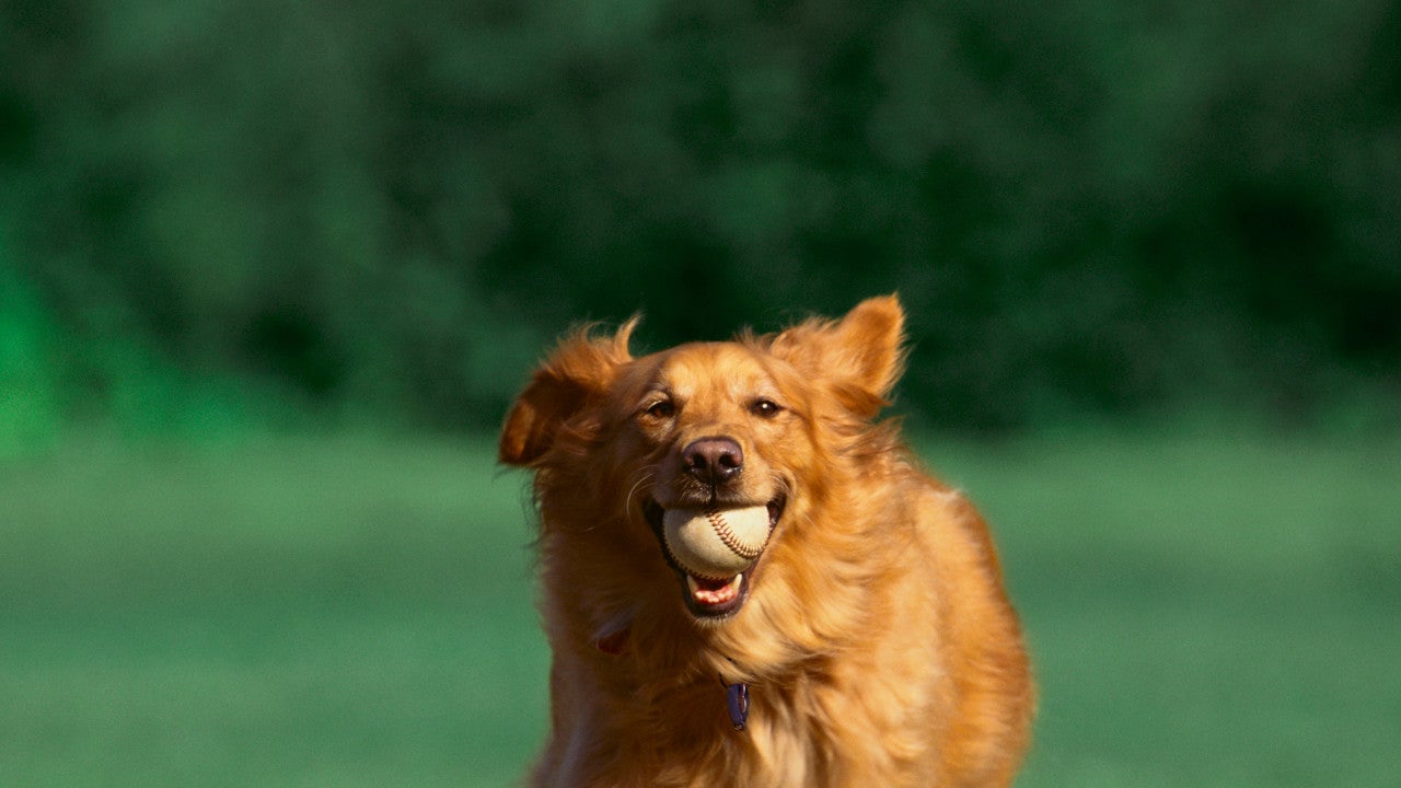 Dog running with a baseball in his mouth.