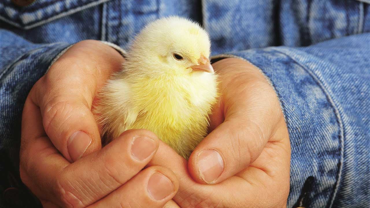 Baby chick held in hands