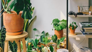 A collection of pretty potted indoor plants