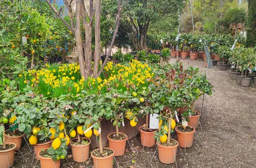 Talente und Neigungen: Besuch Gärtnerei Galanthus Lana. Foto: FS Tisens Talente und Neigungen: Besuch Gärtnerei Galanthus Lana. Foto: FS Tisens