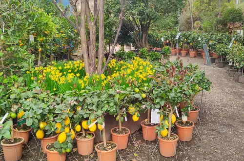 Talente und Neigungen: Besuch Gärtnerei Galanthus Lana. Foto: FS Tisens Talente und Neigungen: Besuch Gärtnerei Galanthus Lana. Foto: FS Tisens