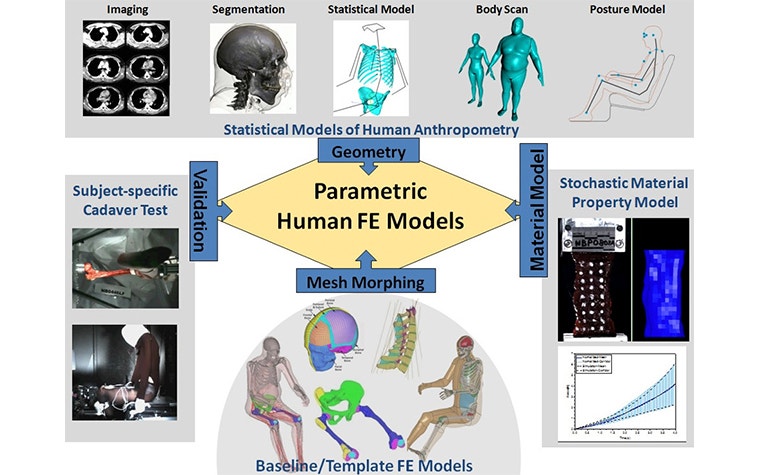 Technical schematic diagram for developing a parametric human FE model 