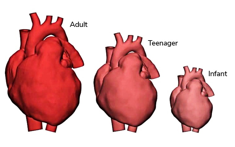 Pictures of human hearts in 3 sizes: adult, teenager and infant. 
