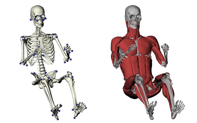 Final bony assembly of M50 CAD model (with external landmark data points) and Muscular components of the M50 model