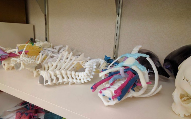 3D-printed anatomical models on a shelf 