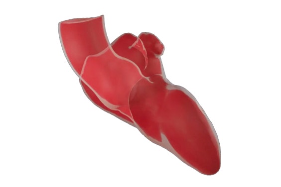Digital image of anatomy