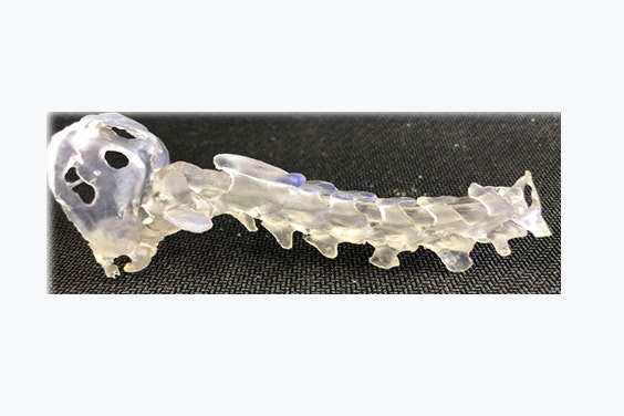 3D-printed model of the cervical spine and caudal part of the skull of a toy breed dog with atlanto-axial subluxation.  