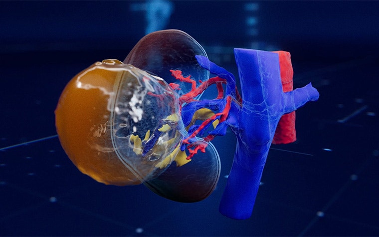 Transparent 3D rendering of a human kidney and surrounding blood vessels, with red and blue vascular structures visible against a dark blue background.