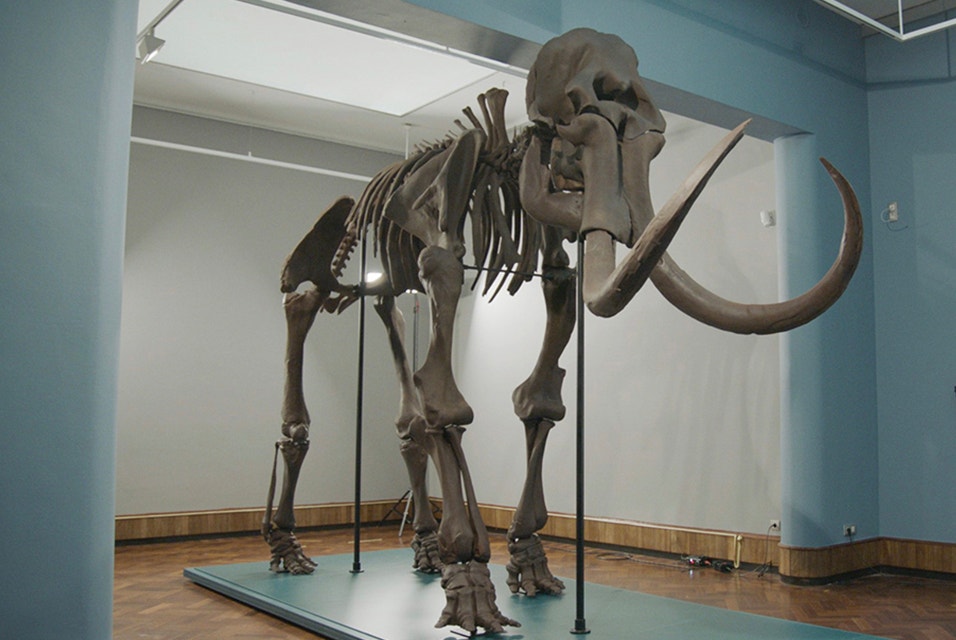 Life-size replica of a mammoth skeleton