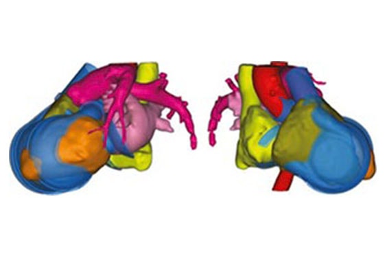 Two sides of a virtual image of a heart with different sections in different colors