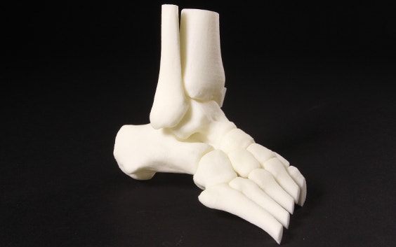 3D-printed model of a skeleton foot