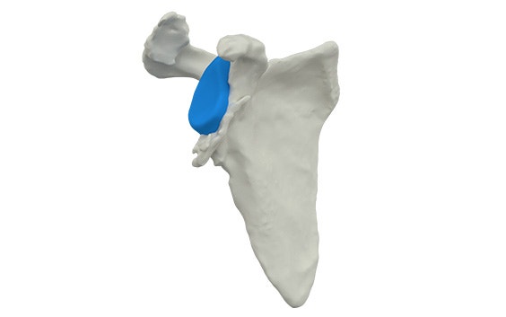 Modelo digital de un hueso del hombro