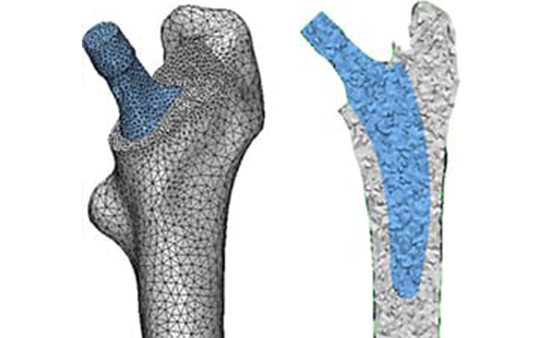 Finite element models of a bone constructed using a non-manifold assembly approach