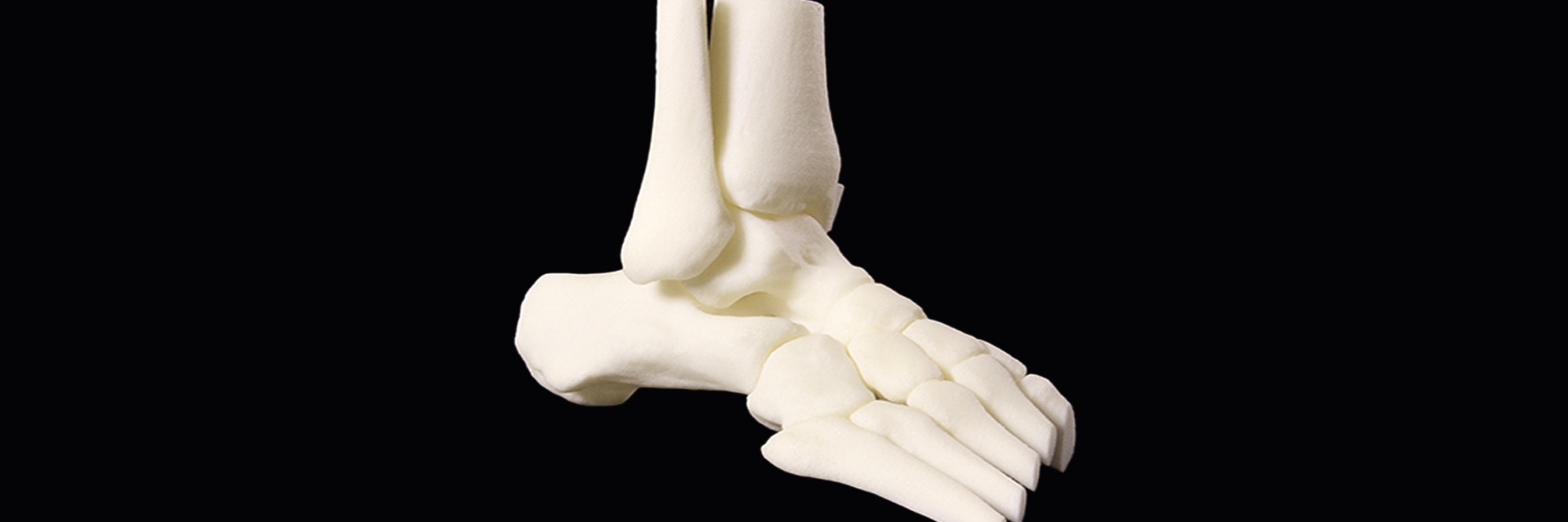 3D-printed model of a skeleton foot