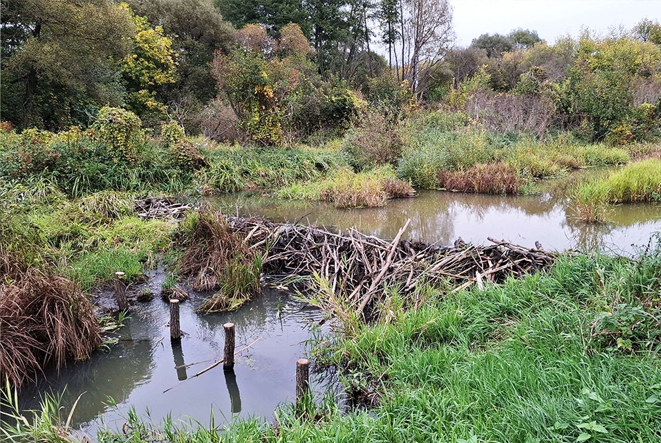 Green and brown foliage with a wooden dam in the Drevlyanskyi nature reserve. Two pools are on either side of the dam three vertical pillars sticking out of the body of water on the left-hand side.