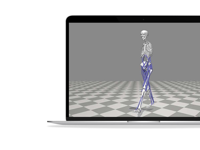 Virtual image of a skeleton walking with purple sections on the legs and pelvis shown in a laptop screen