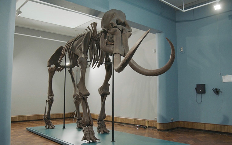 The assembled 3D-printed replica of the mammoth of Lier on display in a room in Lier’s museum  