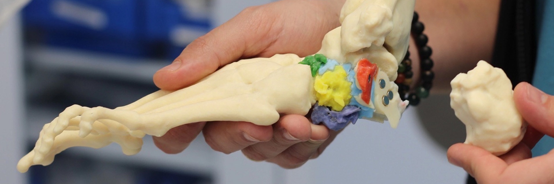 Hand holding a 3D model of a foot and ankle