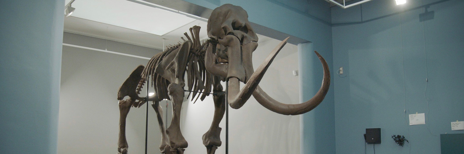 The assembled 3D-printed replica of the mammoth of Lier on display in a room in Lier’s museum  