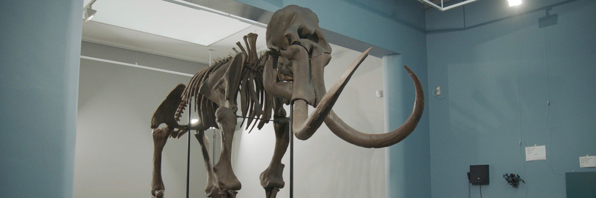 The assembled 3D-printed replica of the mammoth of Lier on display in a room in Lier’s museum
