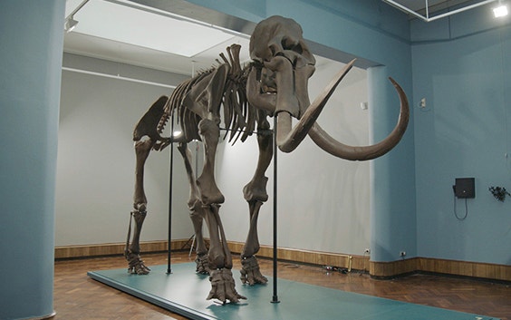 The assembled 3D-printed replica of the mammoth of Lier on display in a room in Lier’s museum  