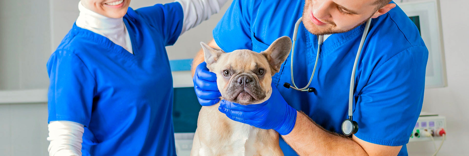 Two vets checking on a French bulldog.