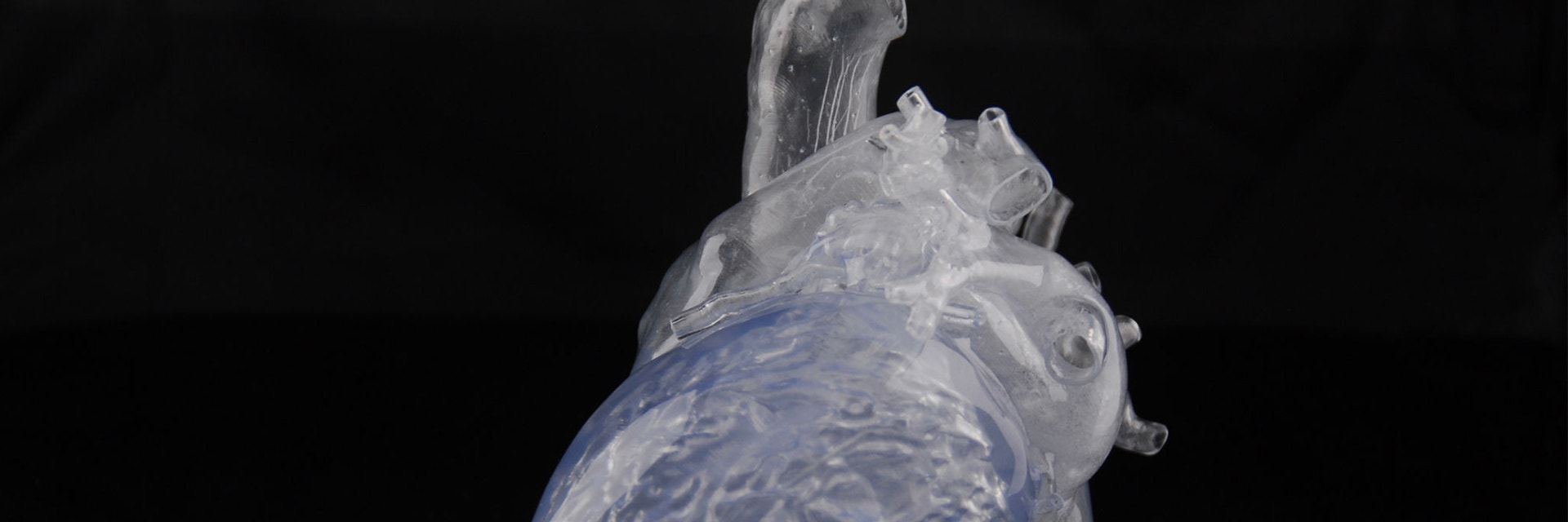 3Dプリントされた透明な心臓モデル