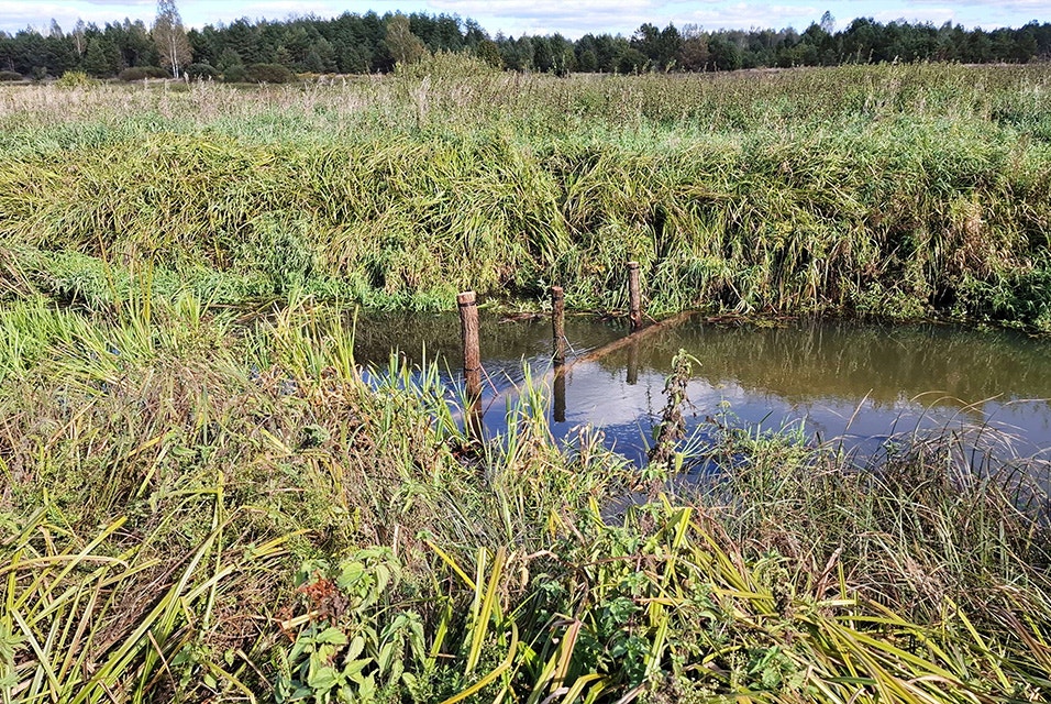 Green and brown foliage in the Drevlyanskyi nature reserve. A stream is runs through the middle with three vertical pillars sticking out.