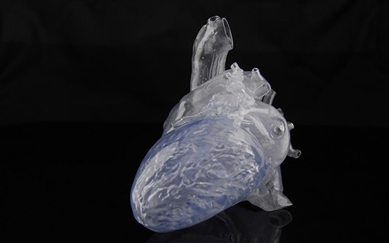 3D-printed, transparent heart model 