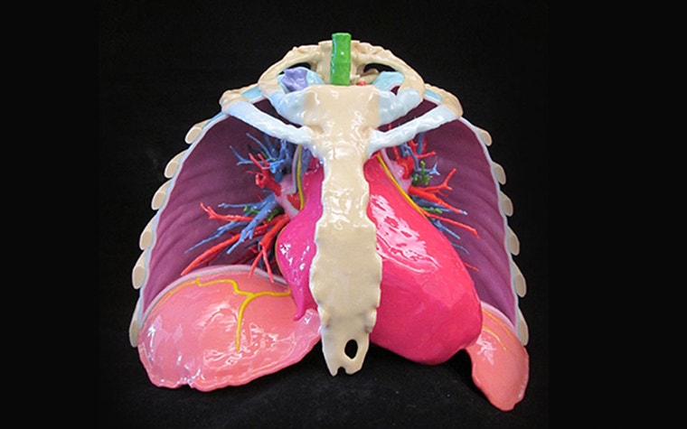 3D-printed model of the chest, lungs, rib cage. 