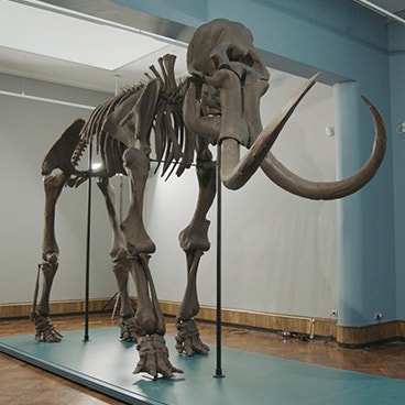 3D Printing Meets Prehistoric Preservation: Materialise Prints Life-Size Mammoth Skeleton 