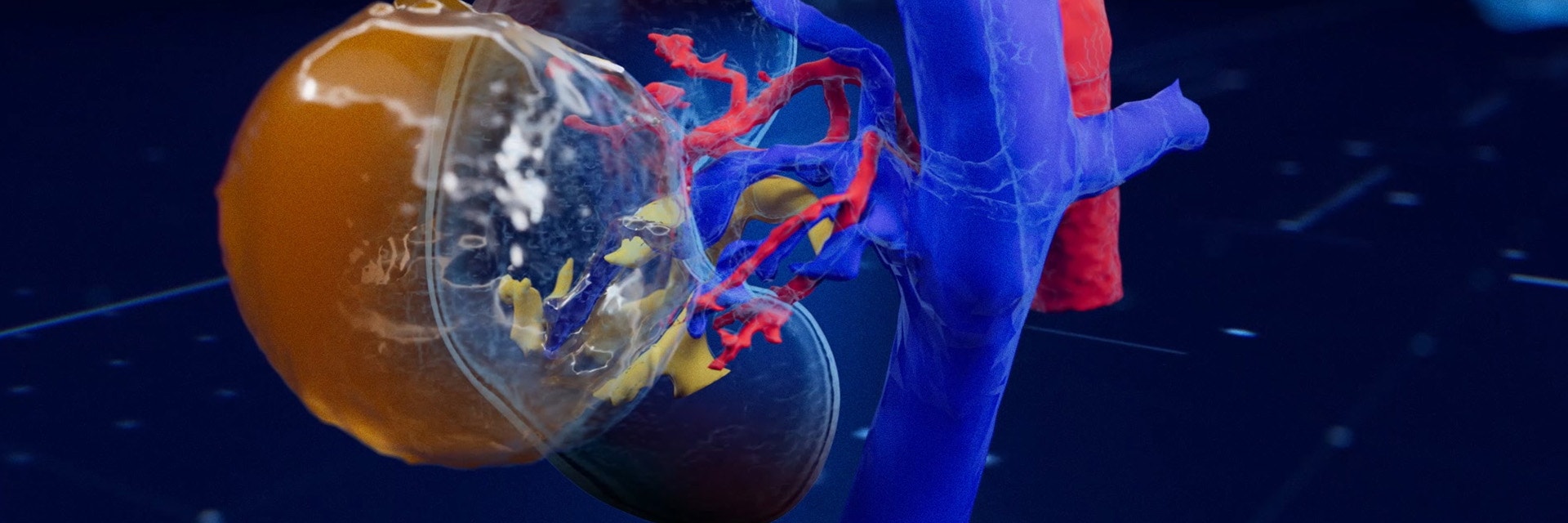 Transparent 3D rendering of a human kidney and surrounding blood vessels, with red and blue vascular structures visible against a dark blue background.