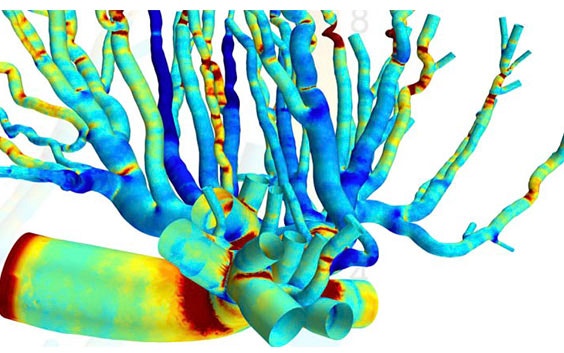 hm-placental-blood-flow-modeling.jpg