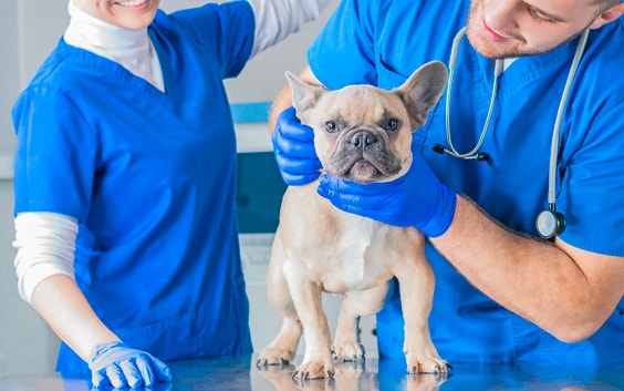 Two vets checking on a French bulldog.