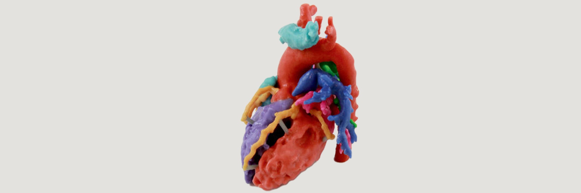 Colorful, 3D-printed heart model