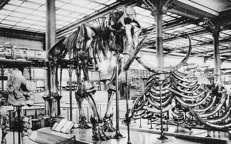 The original mammoth skeleton in the Royal Belgian Institute of Natural Sciences, shown supported by external supports 