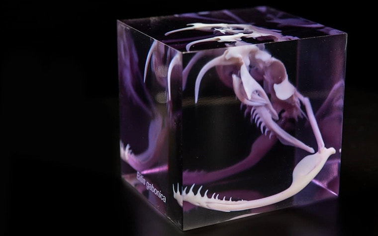 3D-gedruckter Schlangenschädel, der sowohl mit weißem Vero als auch mit transparentem VeroClear gedruckt wurde.