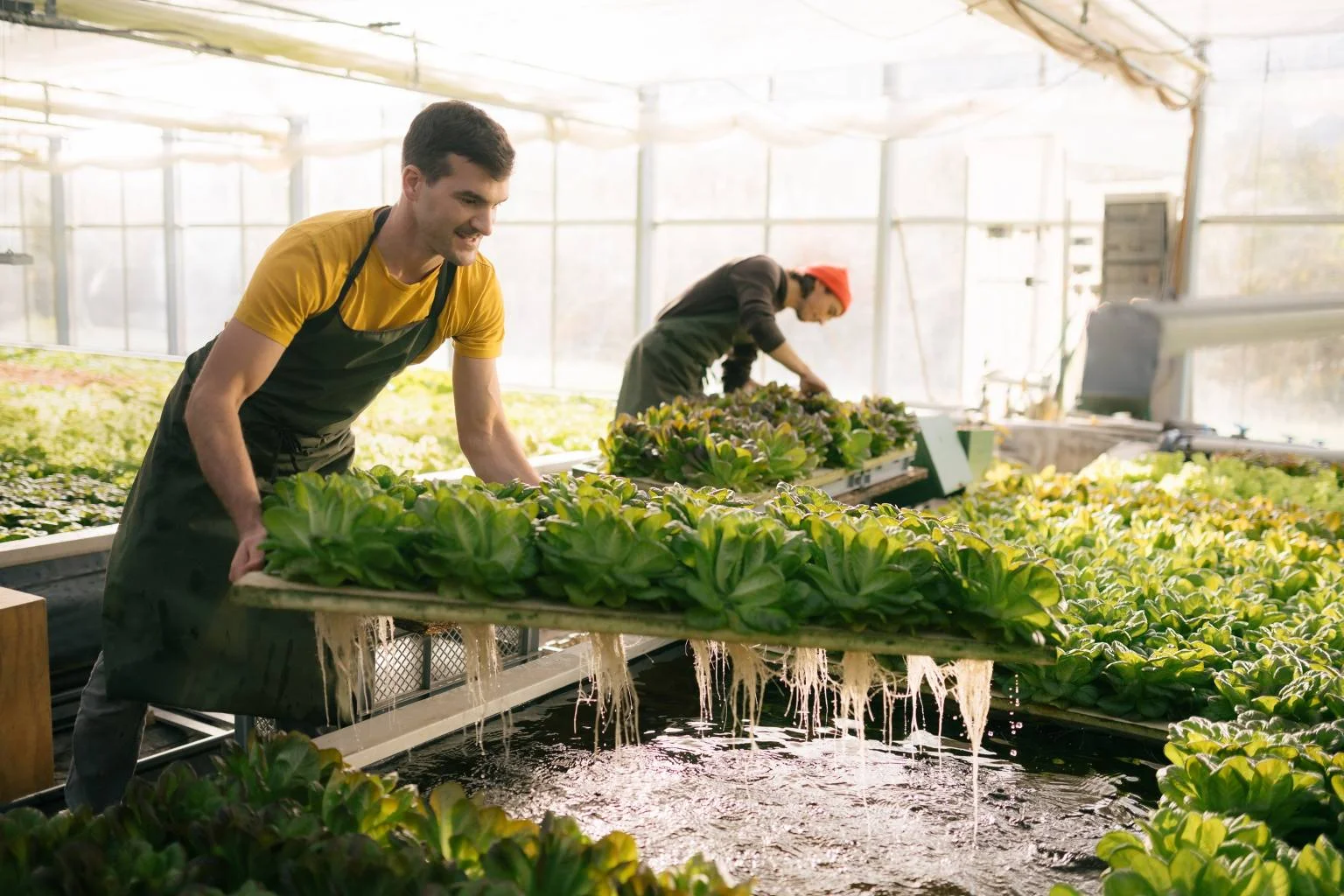 Two men in a greenhouse in front of aquaponic lettuce beds