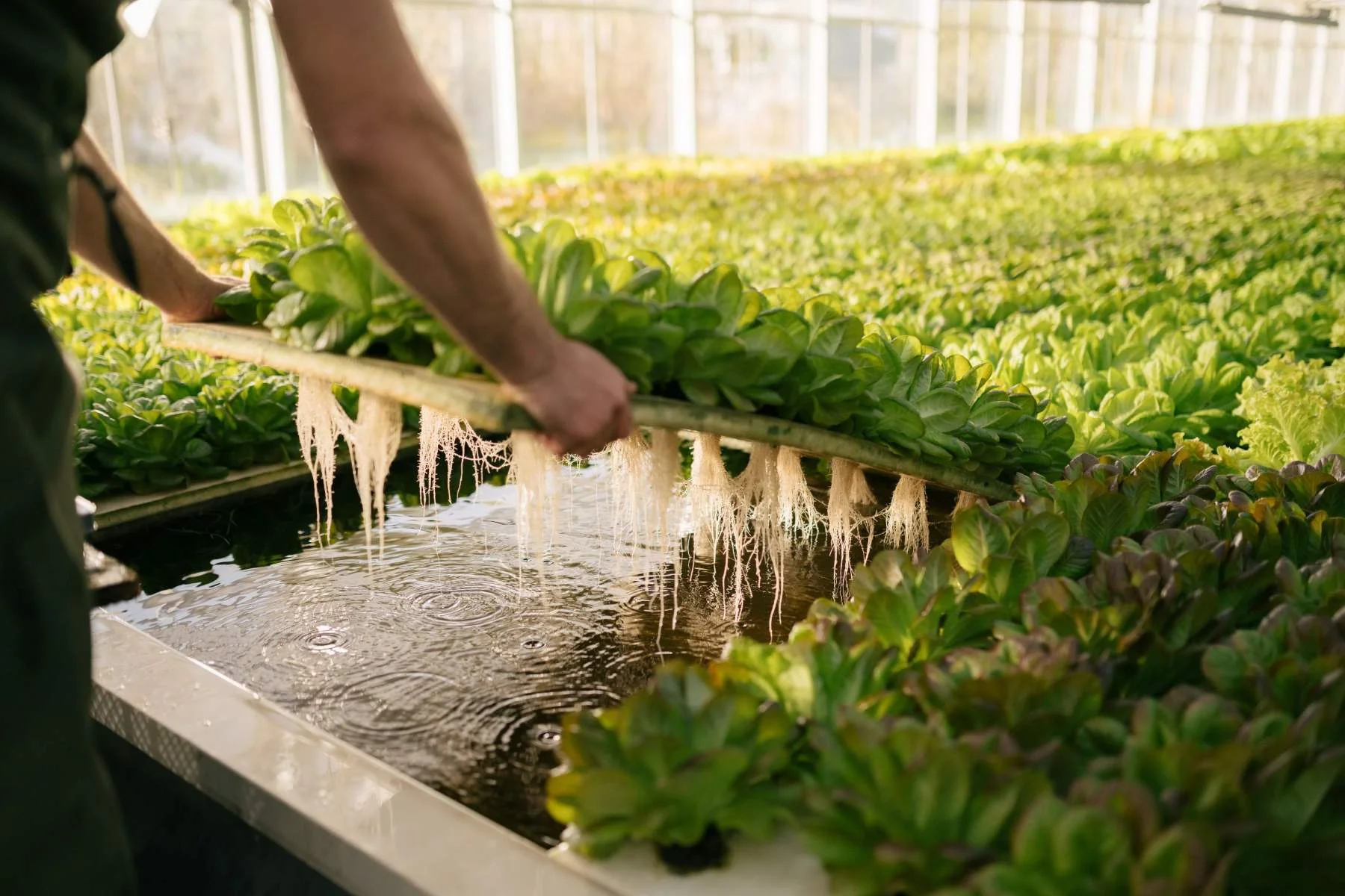 Aquaponic lettuce bed held up by two hands, with water and roots of the lettuce plants visible underneath