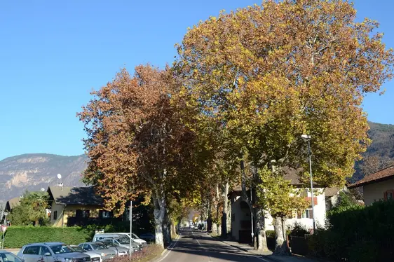 Fig. 4: Strada con platani presso Ora (BZ): © Laimburg Research Centre /helga salchegger