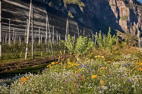 Abb. 5: Das LIDO-Freilandlabor für Obst- und Weinbau am Versuchszentrum Laimburg fördert Innovation im Bereich der Digitalisierung und Robotik.: © Versuchszentrum Laimburg/andreas tauber