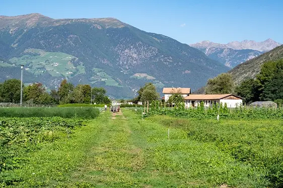Abb. 4: Die Forschenden in Eyrs betreiben auf dem fünf Hektar großen Feld Versuche zu den verschiedensten Gemüsearten und -sorten.: © Versuchszentrum Laimburg/alex rehbichler