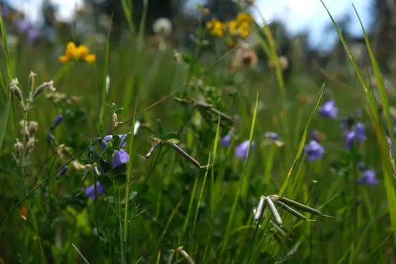Fig. 4: La ricerca nell’ambito delle sementi permette di combinare la prassi agricola e la promozione della biodiversità, valorizzando il paesaggio coltivato.: © Laimburg Research Centre /elena wilhelm