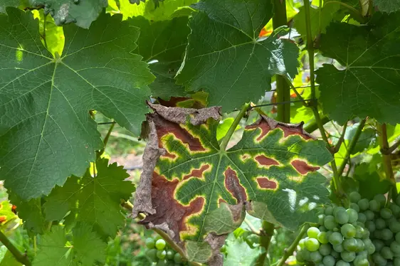 Fig. 4: Mal dell’esca: © Laimburg Research Centre