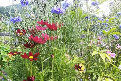 Publikumsliebling 2021: Balkonkiste „Essbare Blüten mit Kornblumen“ ©Versuchszentrum Laimburg