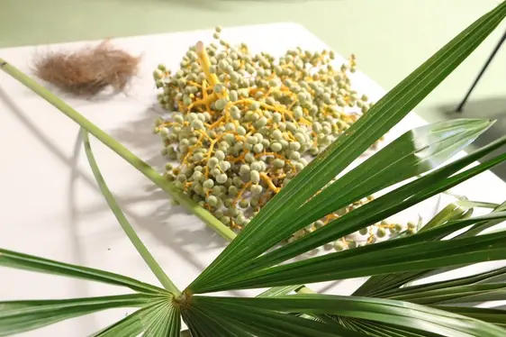 Fig. 4: La palma delle Fortune proviene dalla Cina (Trachycarpus fortunei): © Laimburg Research Centre/julia rizzo