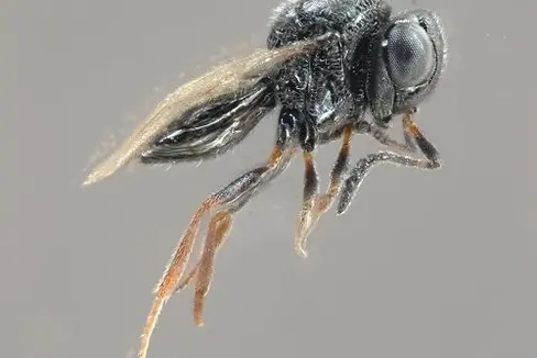 Die Samurai-Wespe (Trissolcus japonicus) ist ein kleiner eierfressender Parasitoid und natürlicher Gegenspieler der Marmorierten Baumwanze.  