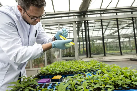 Abb. 3: Proben von Apfelblättern werden entnommen und im Labor von der Arbeitsgruppe „Züchtungsgenomik” des Versuchszentrums Laimburg analysiert: © Laimburg Research Centre/ivo corrà